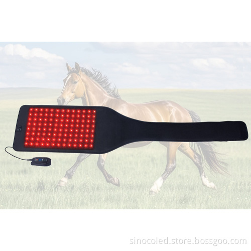 660nm 850nm Red Light Therapy Veterinary Instrument for Horse Leg Care